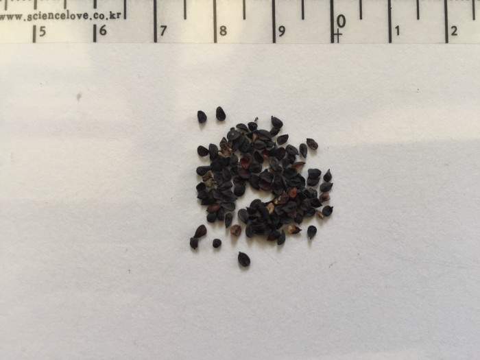 패랭이꽃 - Dianthus chinensis L. var. chinensis, Dianthus chinensis L. var. chinensis