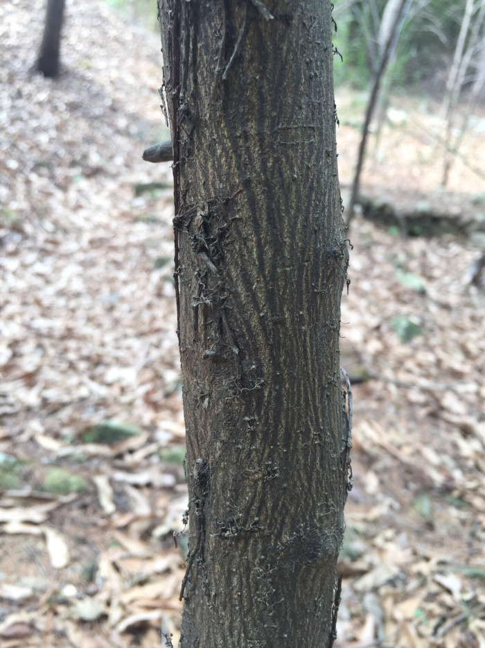 참식나무 - Neolitsea sericea (Blume) Koidz.