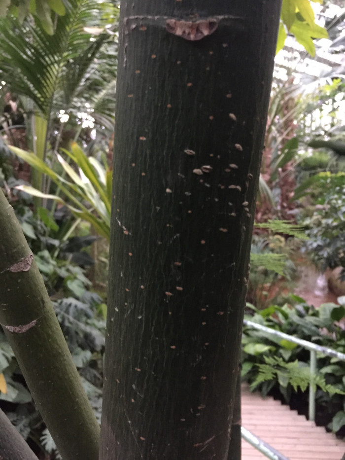 피카라 - Money Tree, Pachira aquatica