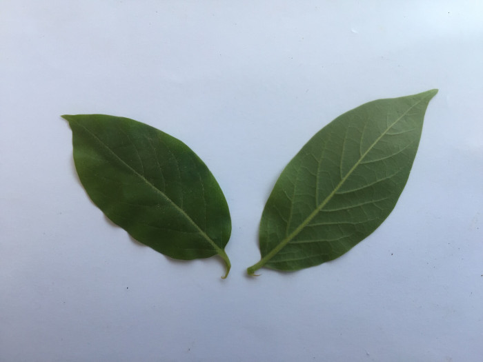 고욤나무 - date-plum, Caucasian persimmon, lilac persimmon, Diospyros lotus L.
