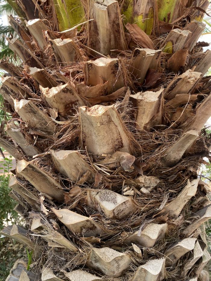 카나리아야자 - Canary Island date palm, Pineapple palm, Phoenix canariensis