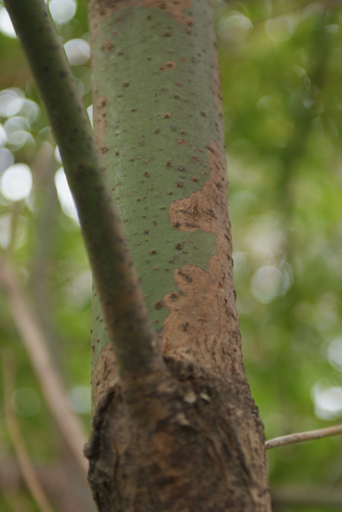 녹나무 - Cinnamomum camphora (L.) J.Presl