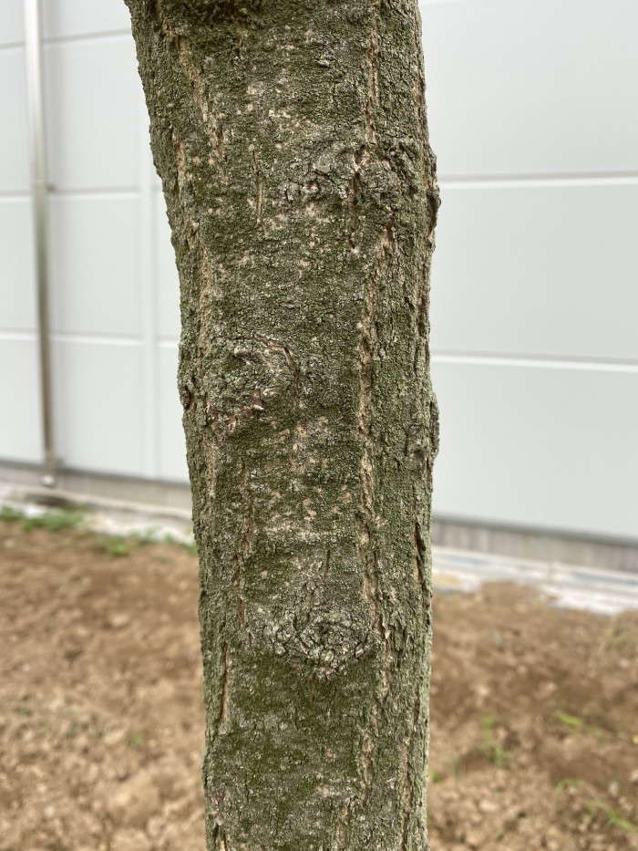 회화나무 - Sophora japonica L.