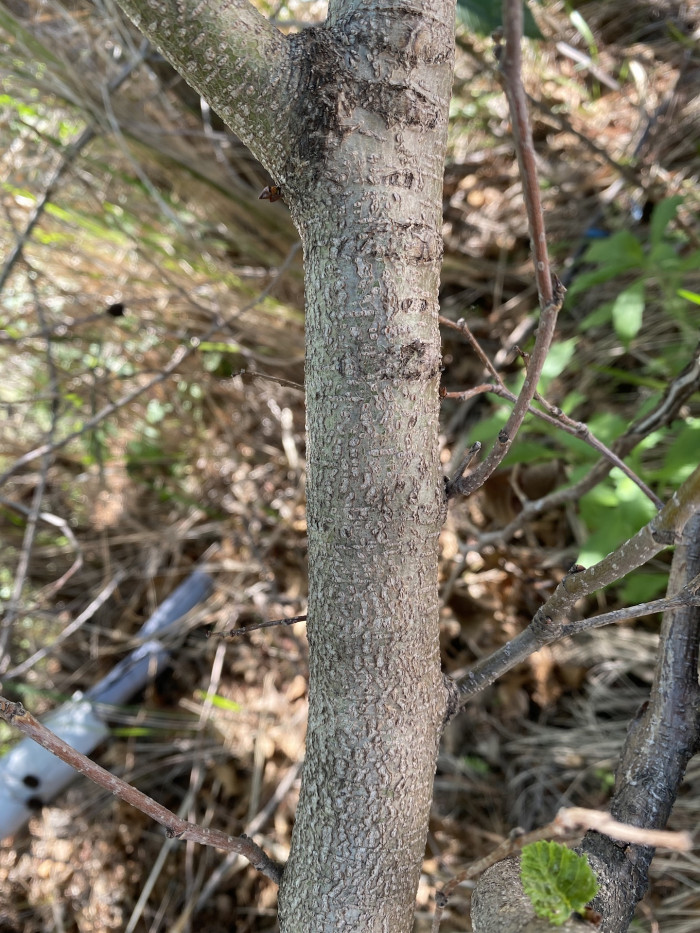 오리나무 - Alnus japonica (Thunb.) Steud.
