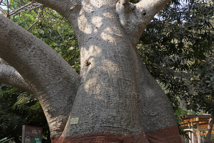 바오밥나무 - baobab tree, Adansonia digitata