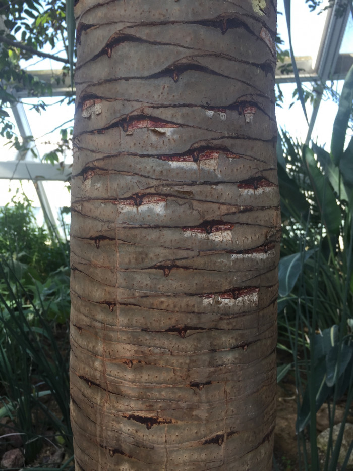용혈수 - Dragon blood tree, Dracaena draco