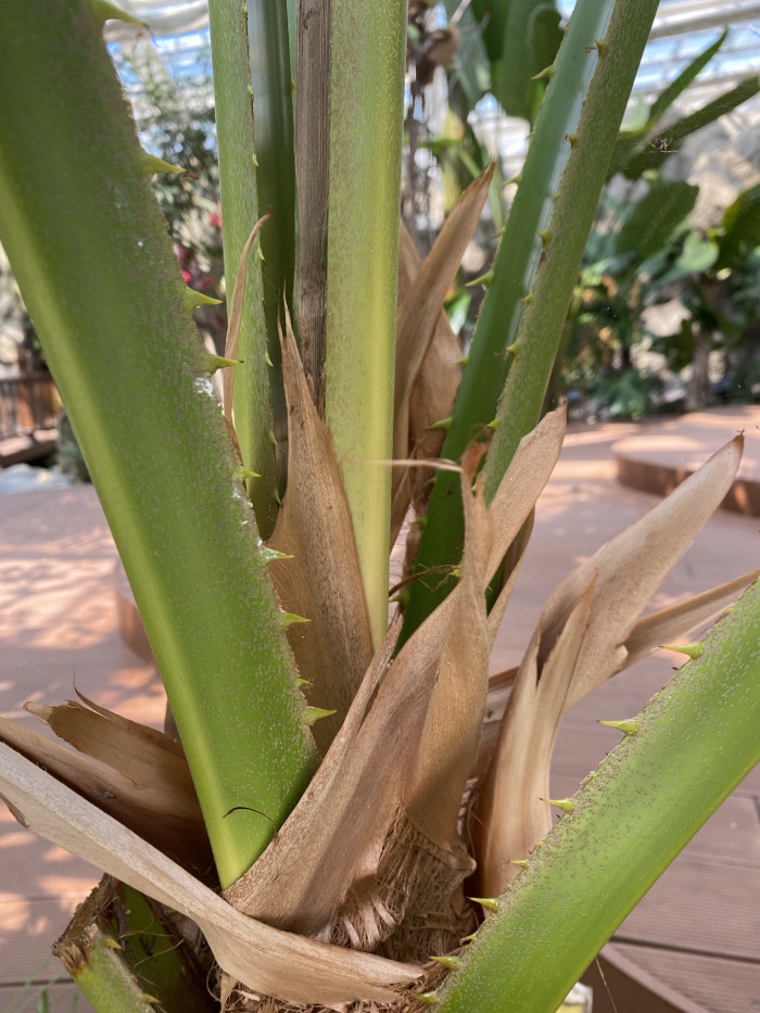 비로야자 - Chinese fan palm, Fountain palm,, Livistona chinensis