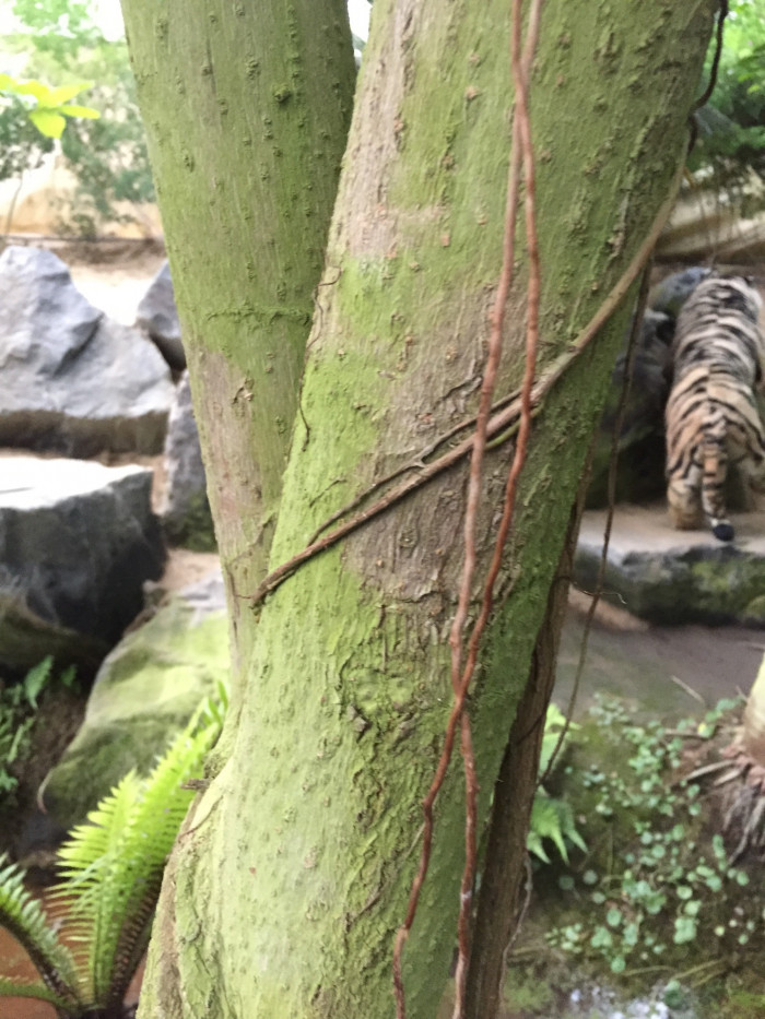홍콩대엽 - schefflera actinophylla