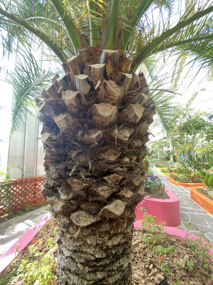 카나리아야자 - Canary Island date palm, Pineapple palm, Phoenix canariensis
