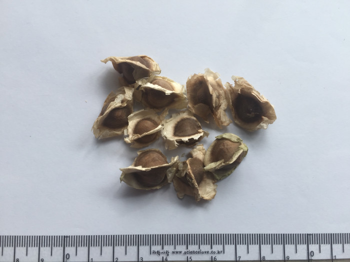 모링가 - Moringa, drumstick tree, Moringa oleifera