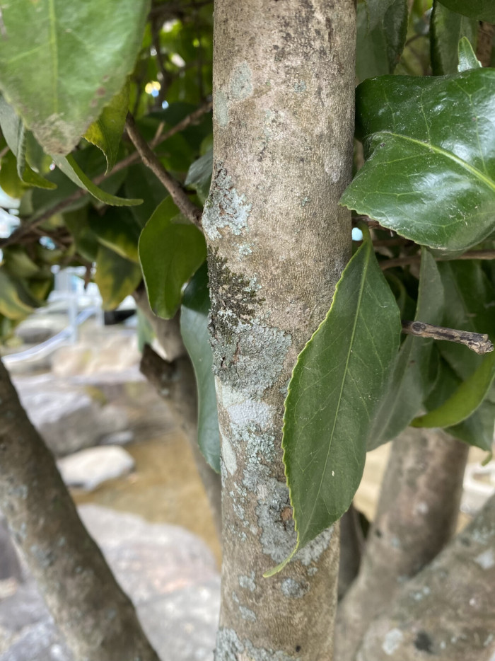 동백나무 - Camellia japonica L.