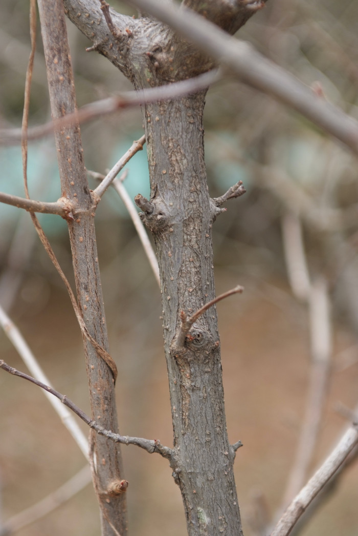 가막살나무 - Viburnum dilatatum Thunb. ex Murray