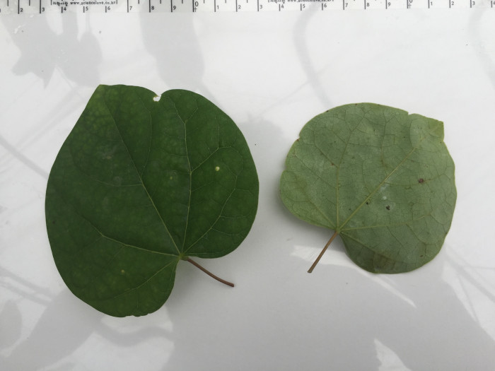 박태기나무 - Redbud, Cercis chinensis Bunge