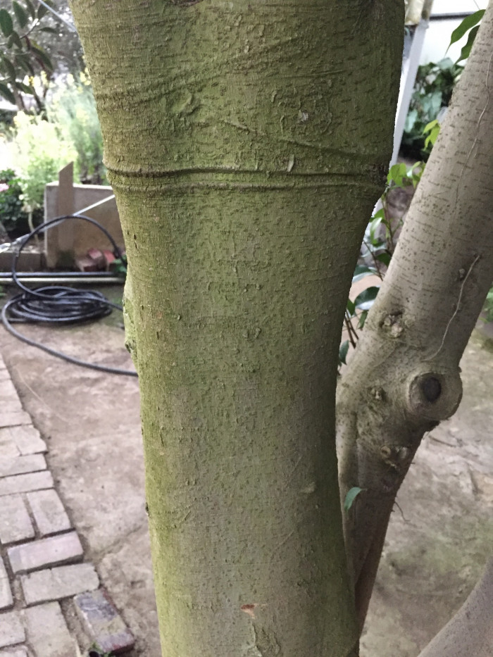 벤자민고무나무 - weeping fig, benjamin fig, Ficus tree, Ficus benjamina L.