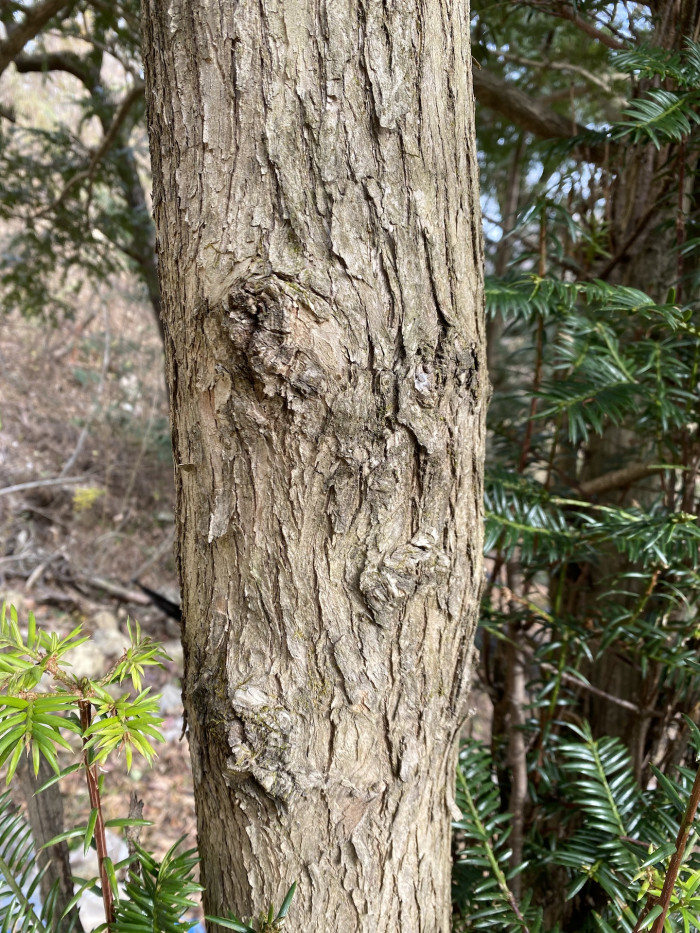 비자나무 - 1, Torreya nucifera (L.) Siebold & Zucc.