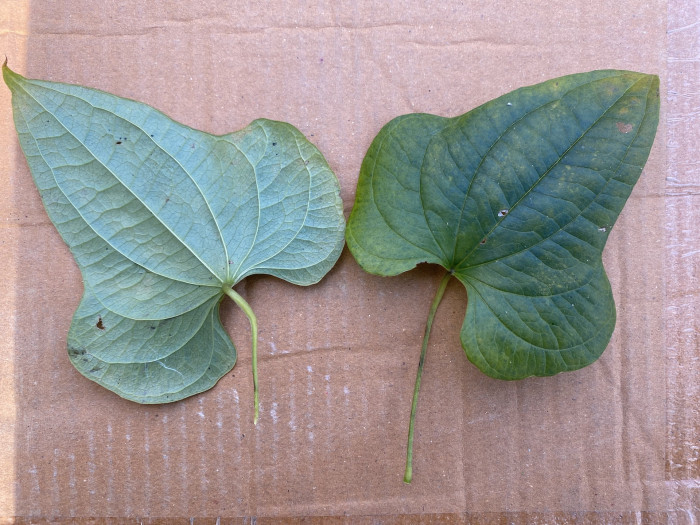 마 - Dioscorea oppositifolia L.