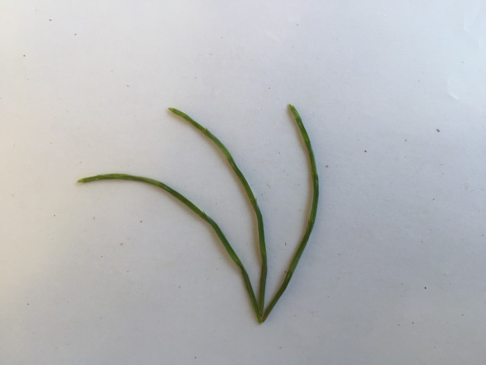 쇠뜨기 - Equisetum arvense L.