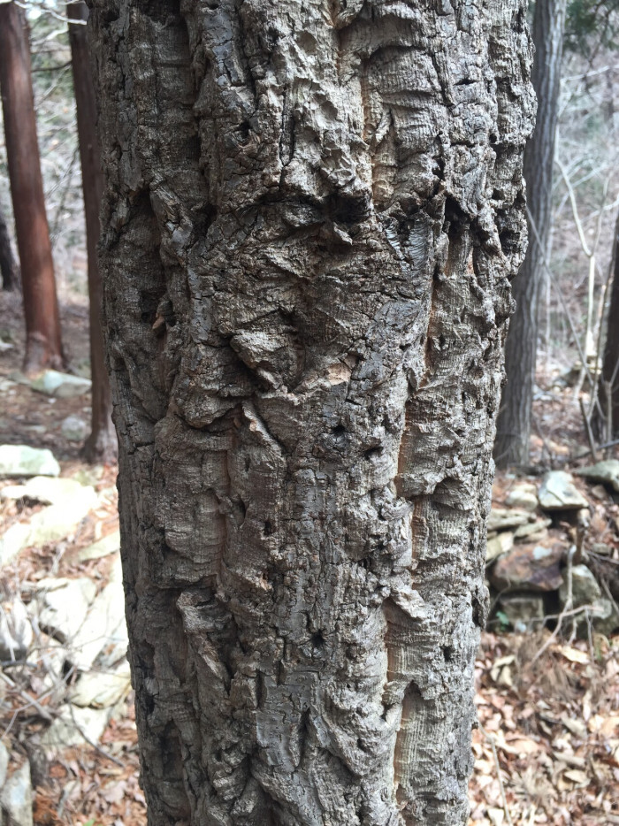 굴참나무 - Quercus variabilis Blume