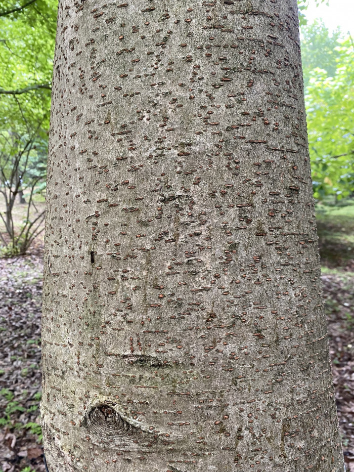 이나무 - Idesia polycarpa Maxim.
