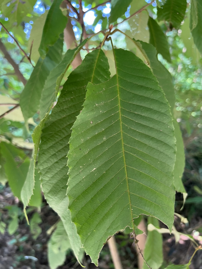 나도밤나무 - Meliosma myriantha Siebold & Zucc.