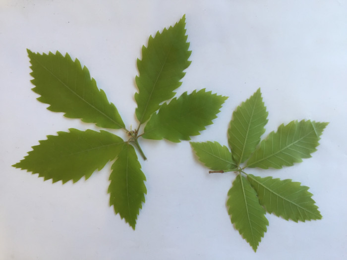 갈참나무 - Quercus aliena Blume