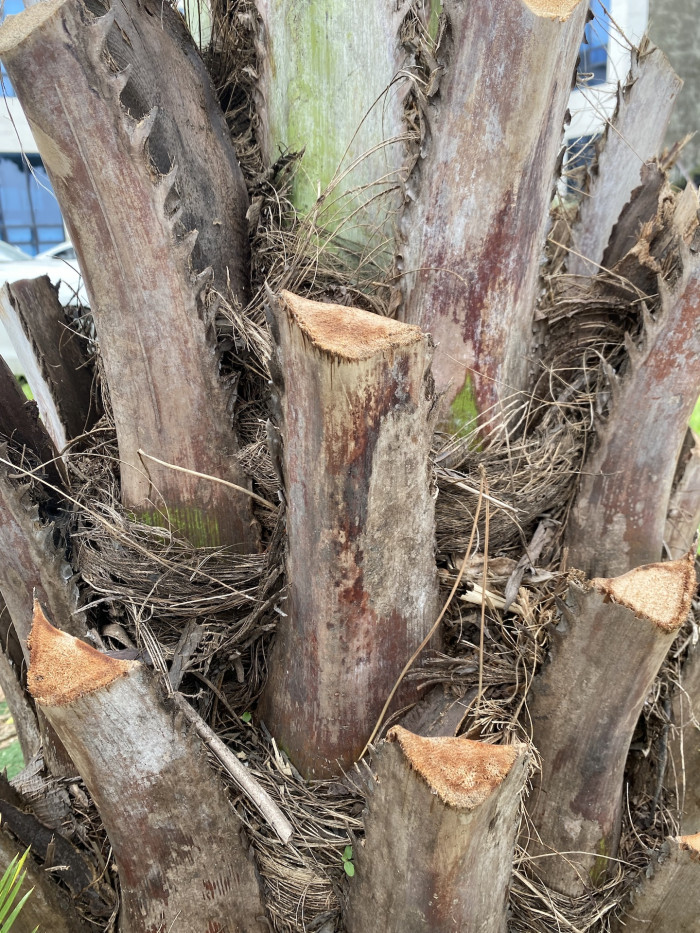 뷰티아야자 - Jelly palm, Butia odorata (Barb.Rodr.) Noblick