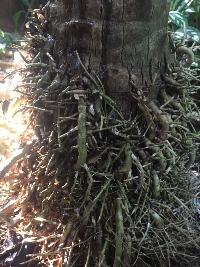 피닉스야자 - Miniature Date Palm, Pygmy Date Palm, Dwarf Date Palm, Phoenix roebelenii O
