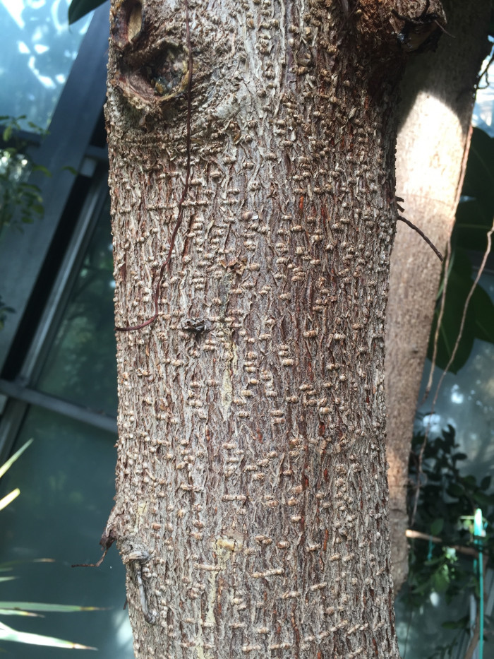 인도고무나무 - Rubber plant, Ficus elastica Roxb.