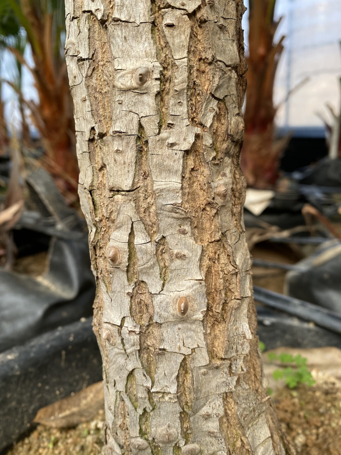 브라질 산호나무 - cockspur coral tree, Erythrina crista-galli L.