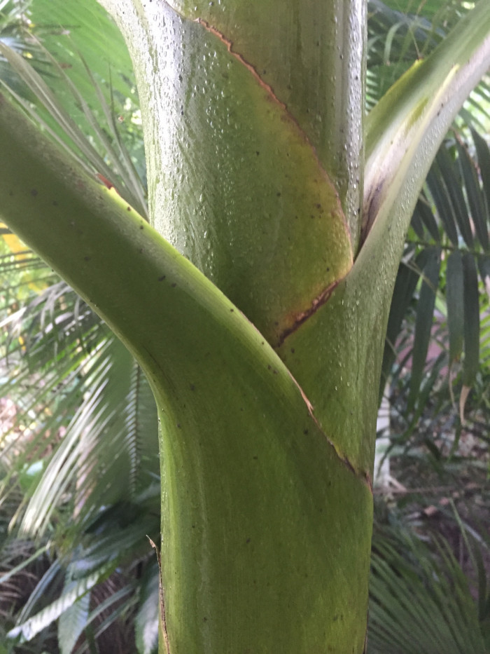 대왕야자 - Cuban royal palm, Florida royal palm, Roystonea regia
