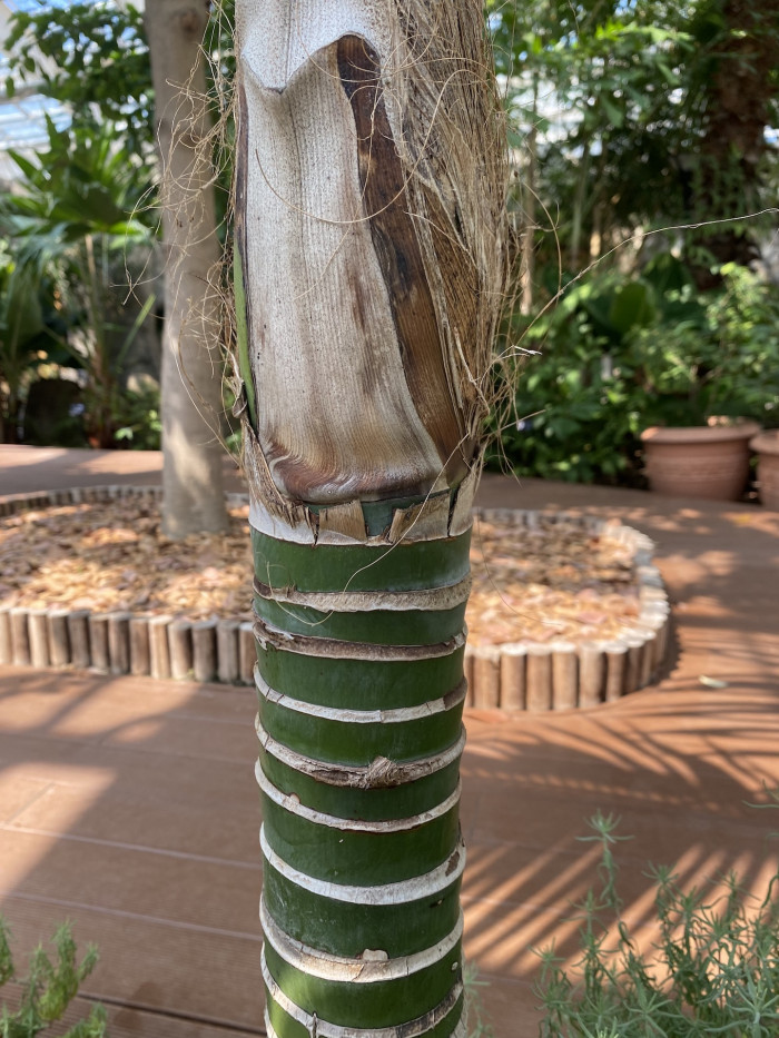 켄차야자 - Kentia palm, Howea Forsterana