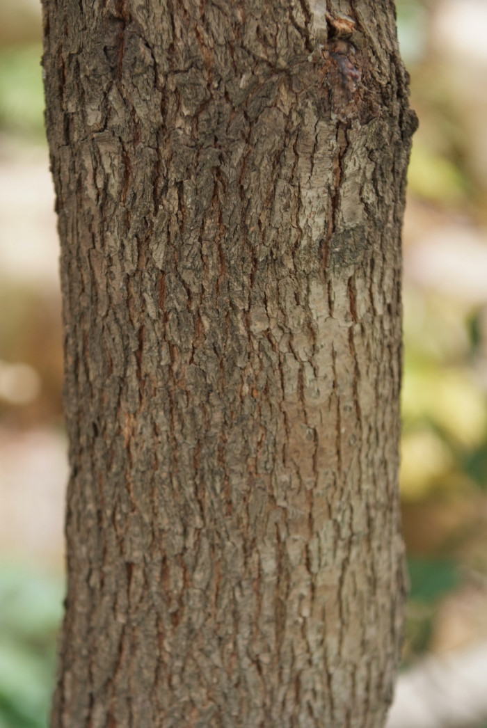 녹나무 - Cinnamomum camphora (L.) J.Presl