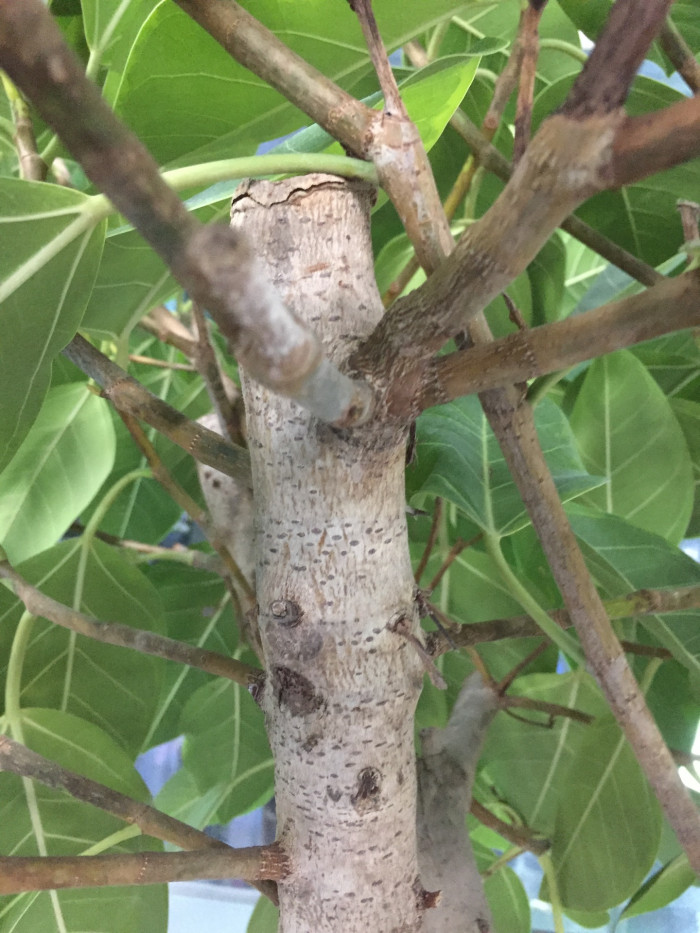 뱅갈고무나무 - banyan, Bengal fig, Indian fig, East Indian fig, Ficus banghalensis