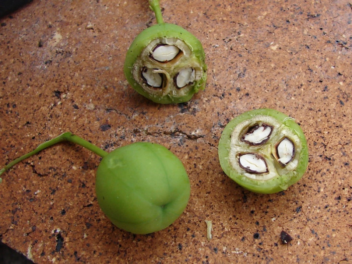 카사바 - Cassava, Manihot esculenta