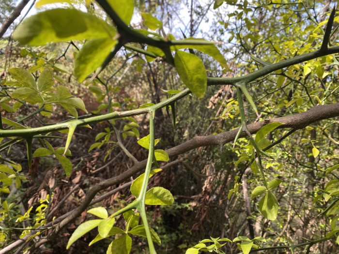 탱자나무 - trifoliate orange, Poncirus trifoliata, Cirus trifoliata Raf.