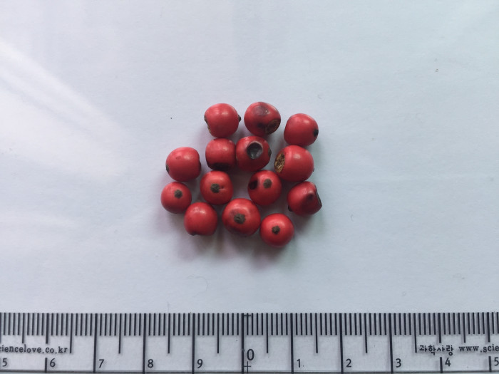 먼나무 - Ilex rotunda Thunb.