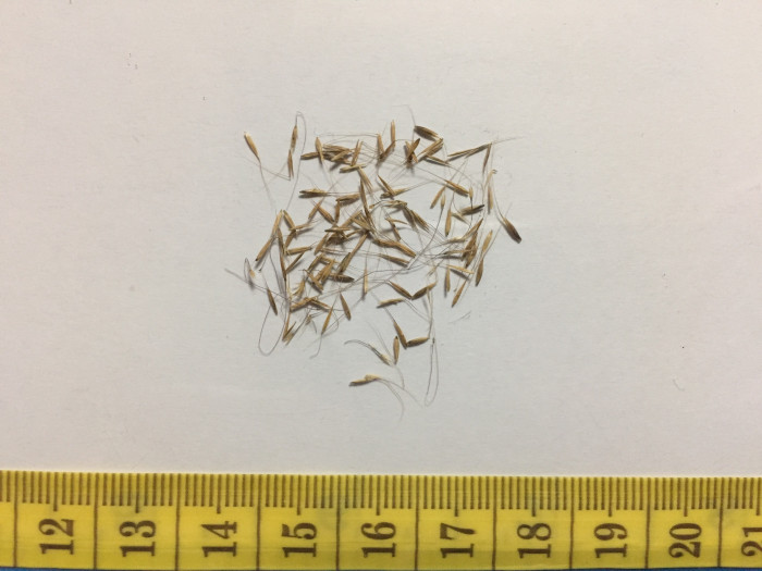 대형갈대 - Pampas Grass, Cortaderia Selloana
