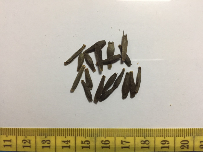 다알리아 - YELLOw BAIRD, Dahlia pinnata Cav.