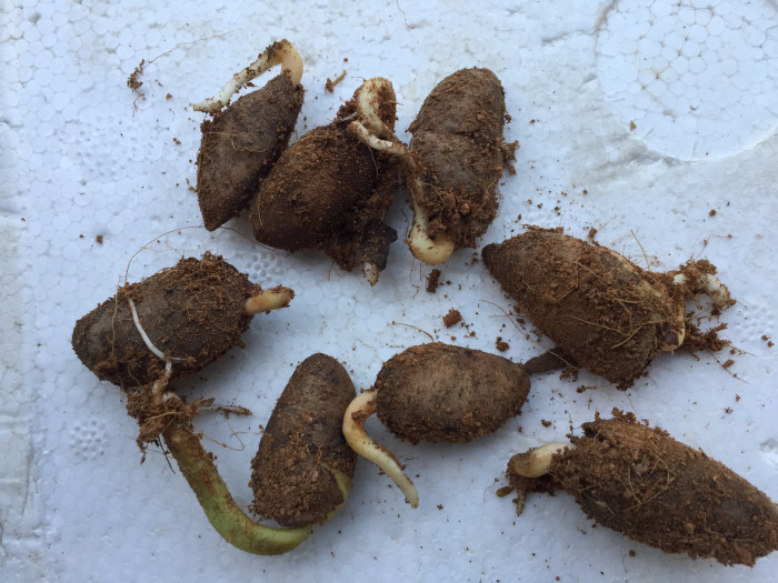 산돌 - Santol, Sandoricum koetjape