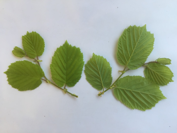 개암나무 - Asian Hazelnut , Corylus heterophylla Fisch. ex Trautv. var. heterophylla
