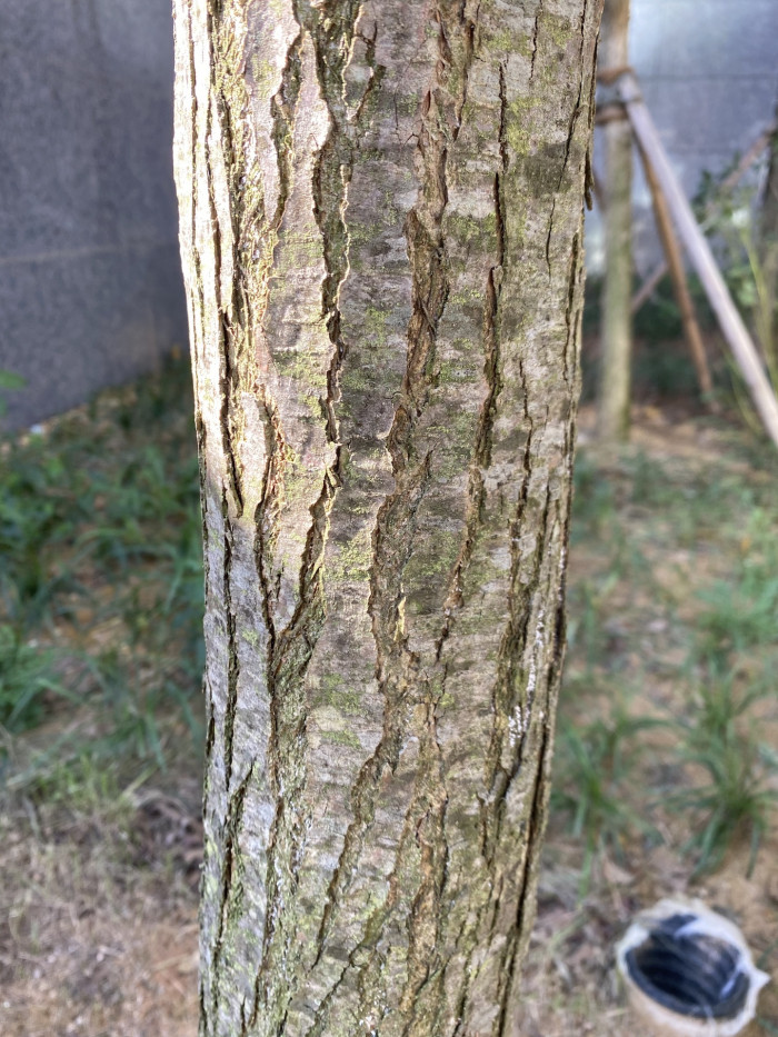계수나무 - Cercidiphyllum japonicum