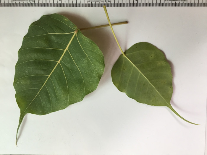 보리수고무나무 - Botree, Peepul tree, Pipaltree, Ficus religiosa L.