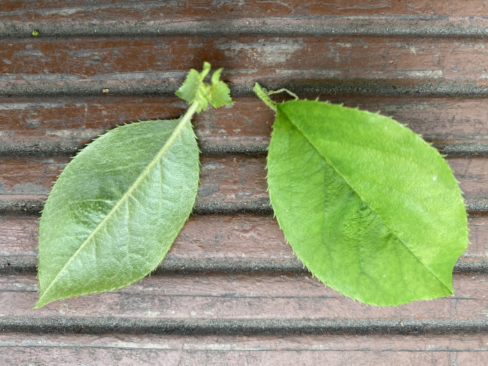 모과나무 - Chaenomeles sinensis