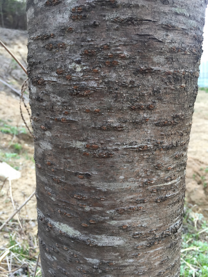 벚나무 - Prunus serrulata var. spontanea (Maxim.) E.H.Wilson