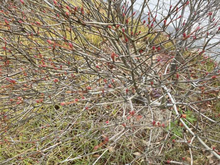 등대꽃 - Enkianthus campanulatus 