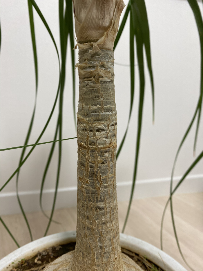 덕구리난 - Pony Tail Palm, Beaucarnea recurvata
