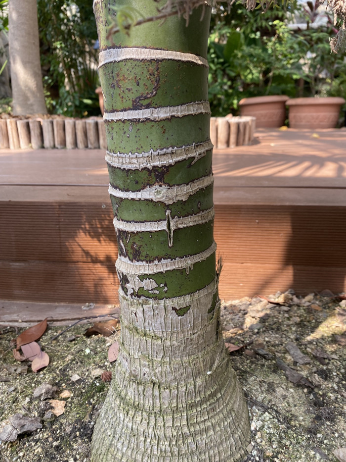 켄차야자 - Kentia palm, Howea Forsterana