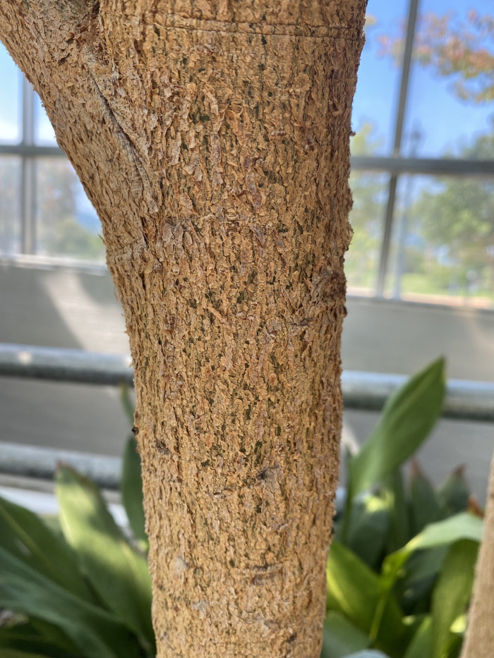 비파나무 - Eriobotrya japonica (Thunb.) Lindl.