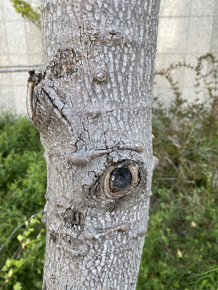 튤립나무 - Liriodendron tulipifera L.