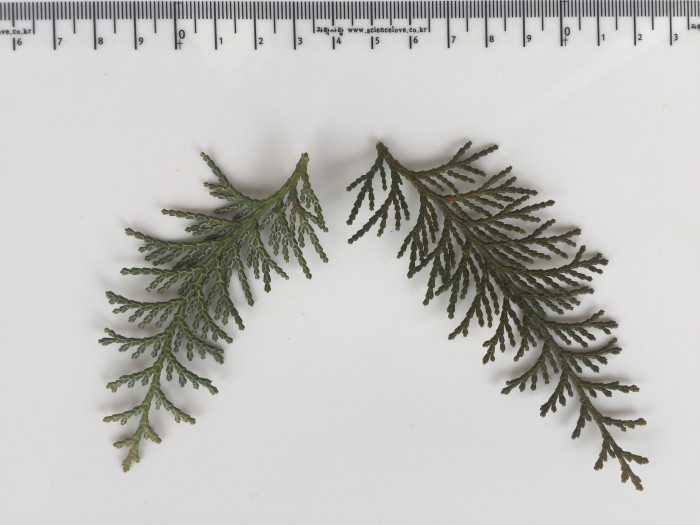 편백 - Chamaecyparis obtusa (Siebold & Zucc.) Endl.